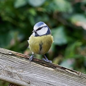 blue tit 2022 6.jpg