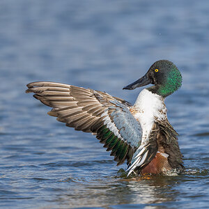 Northern-Shoveler-ROY-1A-4109.jpg