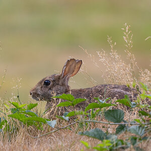 Cottontail-ROY-A1-8183.jpg