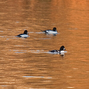 Barrows Goldeneye 1812 Rideau R 11 13 09.jpg