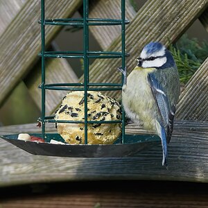 blue tit 2022 7.jpg