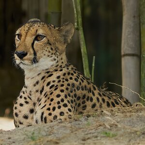 cheetah 2018 6.jpg