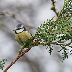 blue tit 2022 18.jpg