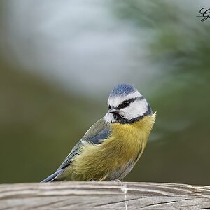 blue tit 2022 19.jpg