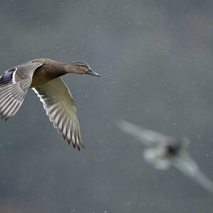 Mallards