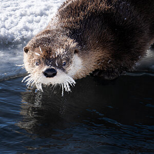 River Otter.jpg