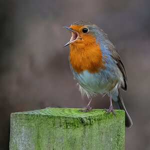 Spring Robin @ Prestwick.jpg