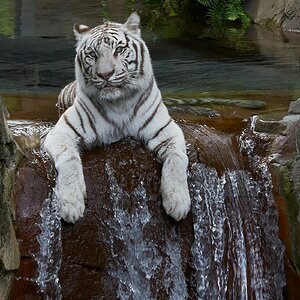 white tiger 2018 5.jpg