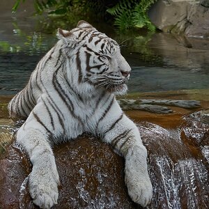 white tiger 2018 4.jpg