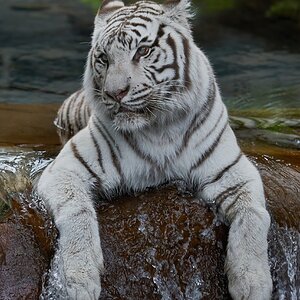 white tiger 2018 6.jpg