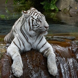 white tiger 2018 3.jpg