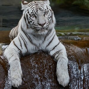 white tiger 2018.jpg