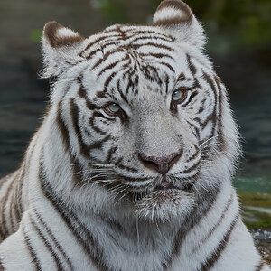 white tiger 2018 1.jpg