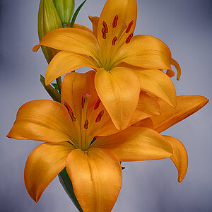 Daylilies.jpg