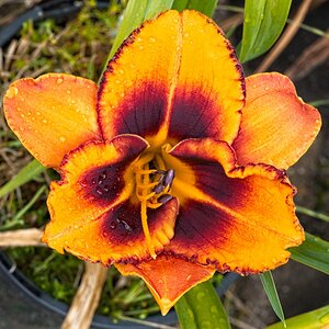 21S00081 daylily seedling 1.jpg