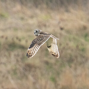 ShortEaredOwl.jpg