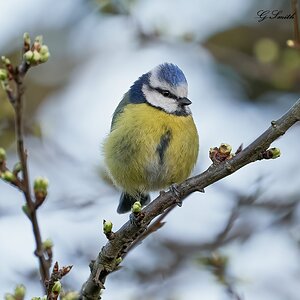 blue tit 2022 24.jpg