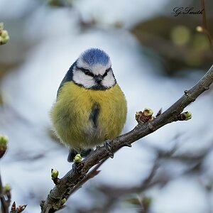 blue tit 2022 25.jpg