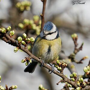 blue tit 2022 21.jpg