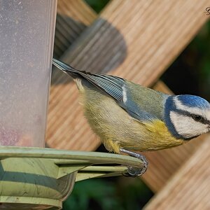 blue tit 2022 27.jpg