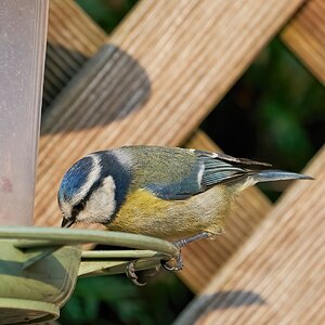 blue tit 2022 28.jpg