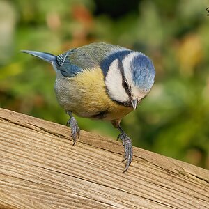 blue tit 2022 29.jpg