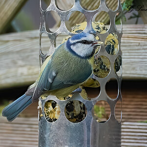 blue tit 2022 30.jpg