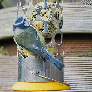 blue tit 2022 31.jpg