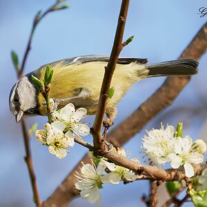 blue tit 2022 37.jpg