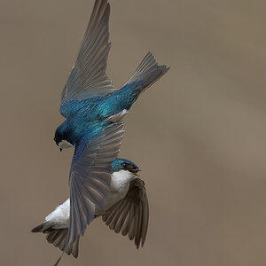 Tree-Swallow-ROY-1A-2087.jpg