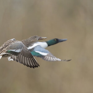 Northern-Shoveler-ROY-1A-2166.jpg