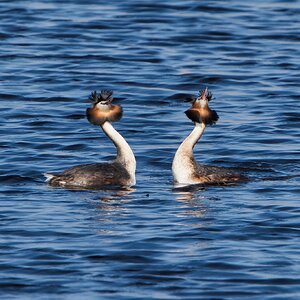 DSC02658 - Great Crested Grebes.jpeg