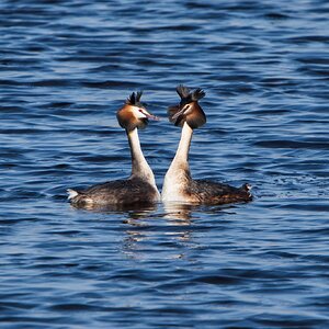 DSC02662 - Great Crested Grebes.jpeg