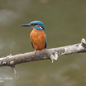 IJsvogel1.jpg