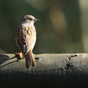 DSC02767-Dunnock-2048px.jpg