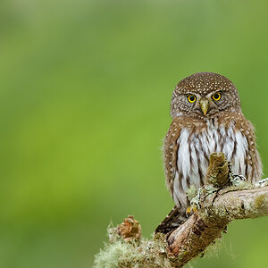 Northern-Pygmy-Owl-A1-2416.jpg