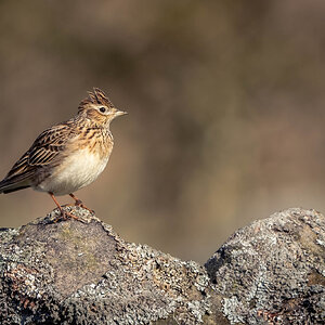 Skylark