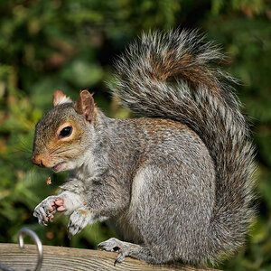 squirrel 2022 11.jpg