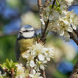 blue tit 2022 (3).jpg