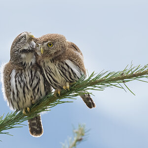 Northern-Pygmy-Owl-A1-4018.jpg