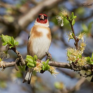 goldfinch 2022.jpg