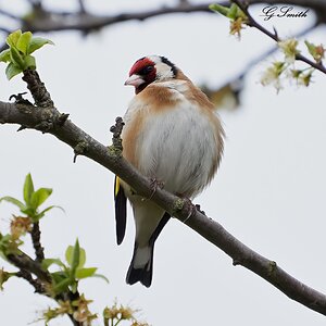 goldfinch 2022 1.jpg