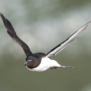 Razorbill.jpg