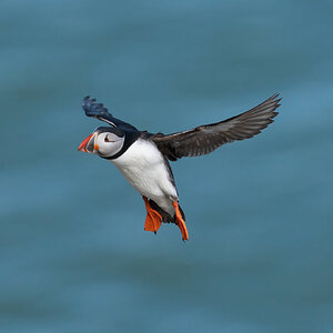 Puffin-Incoming.jpg