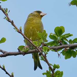 greenfinch  2022.jpg