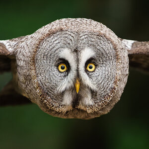 Great Grey Owl_-2.jpg