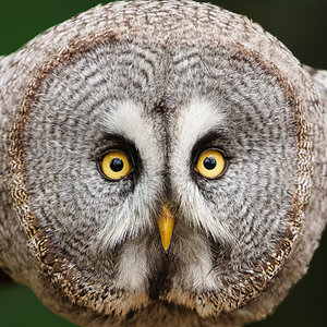 Great Grey Owl_.jpg