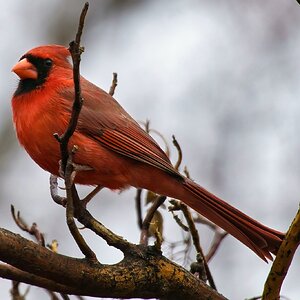 20220419 Cardinal DSC07867.jpeg