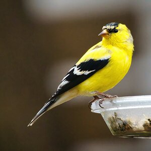 20220419 Goldfinch DSC08035.jpeg