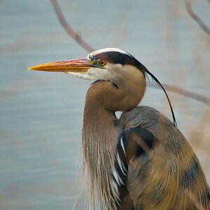 20220420 Great Blue Heron DSC08178.jpeg